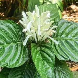 White Shrimp Plant Live, 5-7 Inches Tall, Easy Care Houseplant, Indoor/Outdoor - Image 2
