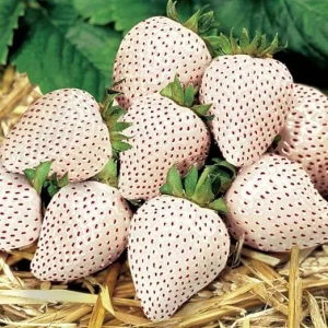 White Strawberry Carolina Pineberry Live Plants - 10 Roots, Fragrant & Sweet, Indoor/Outdoor - Image 3