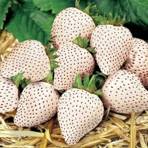 White Strawberry Carolina Pineberry Live Plants - 10 Roots, Fragrant & Sweet, Indoor/Outdoor - Image 5