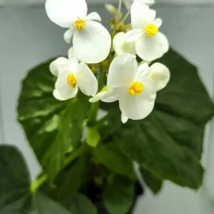 White Sweet Begonia Live Plant - Fragrant Angel Wing Begonia, 5-8 Inch Starter - Image 2