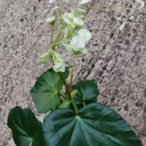 White Sweet Begonia Live Plant - Fragrant Angel Wing Begonia, 5-8 Inch Starter - Image 3