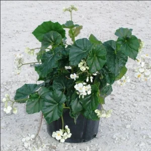 White Sweet Begonia Live Plant - Fragrant Angel Wing Begonia, 5-8 Inch Starter - Image 4