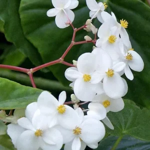White Sweet Begonia Live Plant - Fragrant Angel Wing Begonia, 5-8 Inch Starter - Image 5