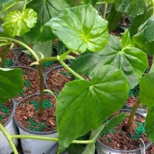 White Sweet Begonia Live Plant - Fragrant Angel Wing Begonia, 5-8 Inch Starter - Image 6