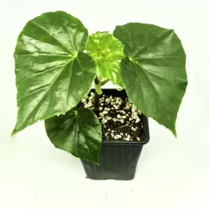 White Sweet Begonia Live Plant - Fragrant Angel Wing Begonia, 5-8 Inch Starter - Image 7