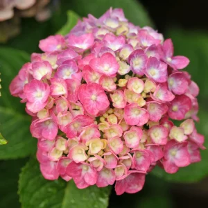 White to Pink Hydrangea Bush Live Plant, 5-12" Starter Shrub, Temperate Hardy - Image 2