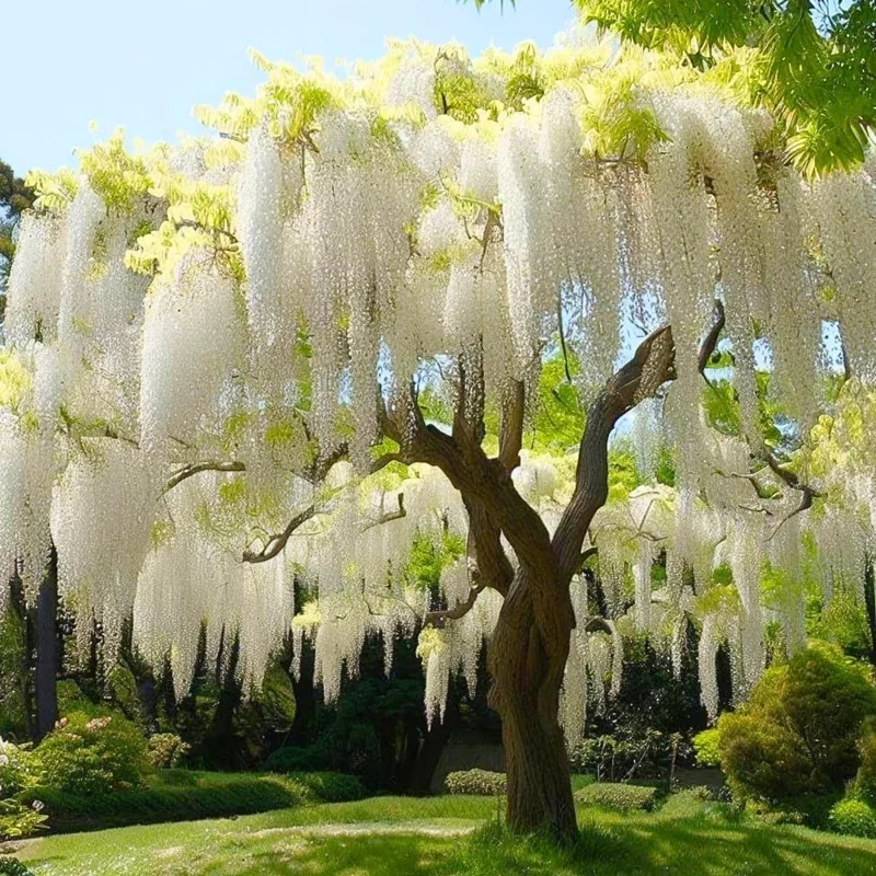 White Wisteria Live Plant – 8-12'' Tall Flowering Vine – Outdoor Bush - Image 2