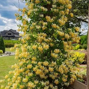 White Yellow Honeysuckle Live Plant – Fragrant Climbing Vine – 5-9 Inches – Outdoor Perennial - Image 1