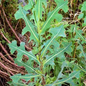 Wild Lettuce Live Plant – 6-8 Inch Seedling in 4-Inch Pot for Gardens - Image 7