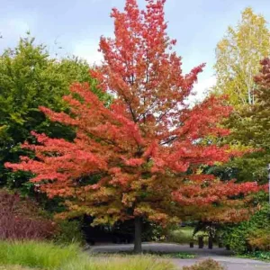 Willow Oak Tree Live Plant - 6-12 Inch Tall Potted Shade Tree, Outdoor - Image 1