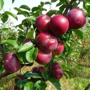 Winesap Apple Tree Live Plant 4-5 Ft Tall - Sweet Red Apples, Fragrant Blossoms - Image 5