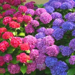 Winter Hardy Hydrangea Bush Live Shrub Plant, Pink to Purple Blooms, 6-12" Tall, Outdoor - Image 2