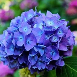 Winter Hardy Hydrangea Bush Live Shrub Plant, Pink to Purple Blooms, 6-12