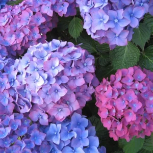 Winter Hardy Hydrangea Bush Live Shrub Plant, Pink to Purple Blooms, 6-12" Tall, Outdoor - Image 1
