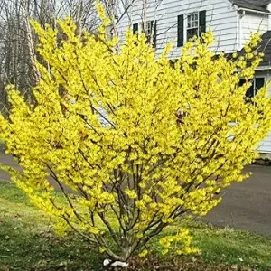 Witch Hazel Live Plant, 12 Inches Tall, Hardy Flowering Shrub for Outdoor Planting, Fragrant Winter Blooms - Image 2