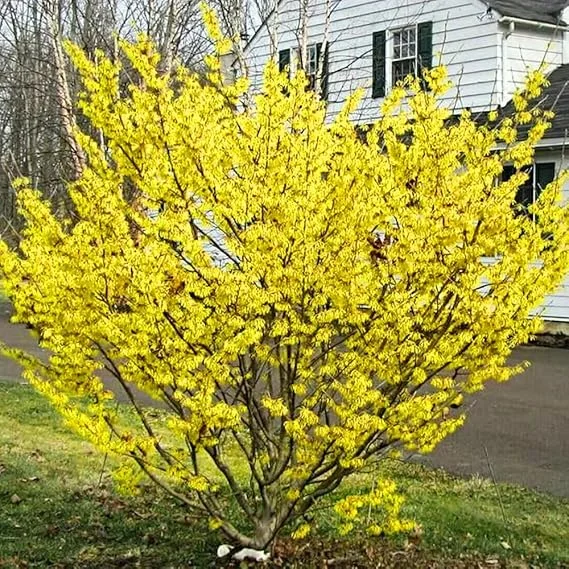 Witch Hazel Live Plant, 12 Inches Tall, Hardy Flowering Shrub for Outdoor Planting, Fragrant Winter Blooms - Image 1