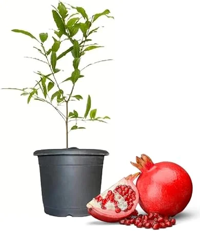 Wonderful Pomegranate Tree Live Plant - 4-8 Inch Starter Size, Cold Hardy - Image 2
