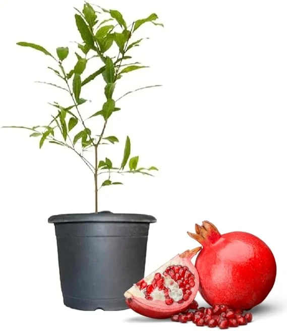 Wonderful Pomegranate Tree Live Plant - 4-8 Inch Starter Size, Cold Hardy - Image 3