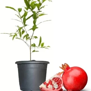 Wonderful Pomegranate Tree Live Plant - 4-8 Inch Starter Size, Cold Hardy - Image 1