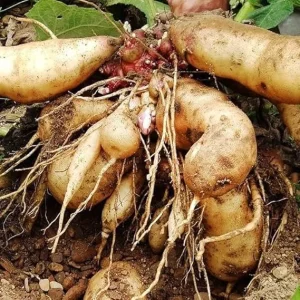 Yacon Starter Plant for Tubers - Ground Apple Bush, 3-5 Inch Tall - Image 2