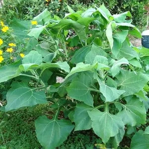 Yacon Starter Plant for Tubers - Ground Apple Bush, 3-5 Inch Tall - Image 3