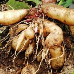 Yacon Starter Plant for Tubers - Ground Apple Bush, 3-5 Inch Tall - Image 7