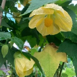 Yellow Abutilon Plant – Gold Flowering Maple Live Plant – 5-8 Inch Tall Starter - Image 3