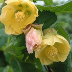 Yellow Abutilon Plant – Gold Flowering Maple Live Plant – 5-8 Inch Tall Starter - Image 4