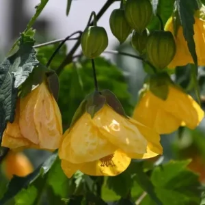 Yellow Abutilon Plant – Gold Flowering Maple Live Plant – 5-8 Inch Tall Starter - Image 5