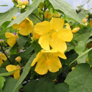 Yellow Abutilon Plant – Gold Flowering Maple Live Plant – 5-8 Inch Tall Starter - Image 6