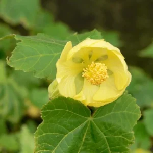 Yellow Abutilon Plant – Gold Flowering Maple Live Plant – 5-8 Inch Tall Starter - Image 7