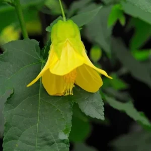 Yellow Abutilon Plant – Gold Flowering Maple Live Plant – 5-8 Inch Tall Starter - Image 8