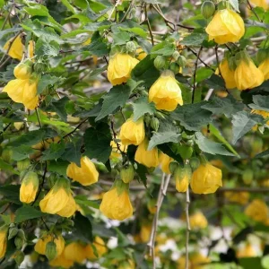 Yellow Abutilon Plant – Gold Flowering Maple Live Plant – 5-8 Inch Tall Starter - Image 1