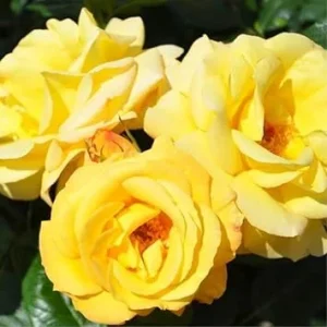 Yellow Climbing Rose Bush Live Plant, Fragrant, Starter Size, 4-10 Inches Tall, Outdoor - Image 3