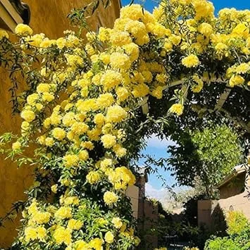 Yellow Climbing Rose Live Plant - Fragrant Reblooming Flowers for Landscaping - Image 4