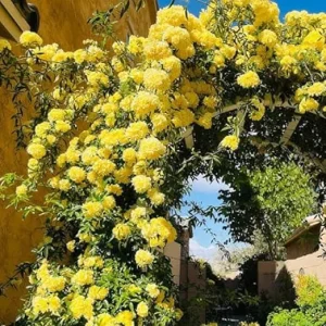 Yellow Climbing Rose Live Plant - Fragrant Reblooming Flowers for Landscaping - Image 5