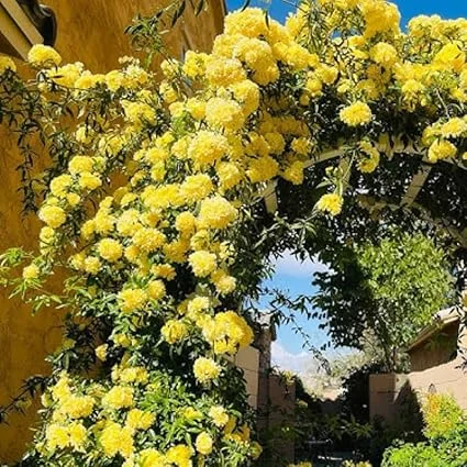 Yellow Climbing Rose Live Plant - Fragrant Reblooming Flowers for Landscaping - Image 6