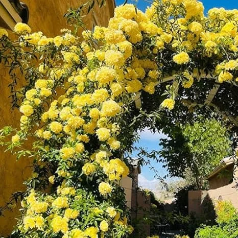 Yellow Climbing Rose Live Plant - Fragrant Reblooming Flowers for Landscaping - Image 1