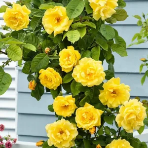 Yellow Climbing Rose Live Plant, Fragrant Shrub, Hardy Zones 4-9, Starter Size 5-9 Inches Tall - Image 10