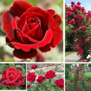 Yellow Climbing Rose Live Plant, Fragrant Shrub, Hardy Zones 4-9, Starter Size 5-9 Inches Tall - Image 4