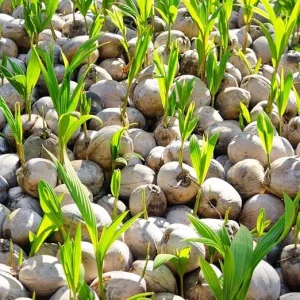 Yellow Coconut Tree Live Plant - Sprouted Edible Tropical Fruit, 6-8 Inch, Zones 10-11 - Image 1