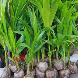 Yellow Coconut Tree Live Plant – Sprouted Tropical Palm – 6 to 8 Inch Tall – Outdoor - Image 3