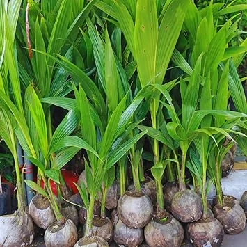Yellow Coconut Tree Live Plant – Sprouted Tropical Palm – 6 to 8 Inch Tall – Outdoor - Image 4
