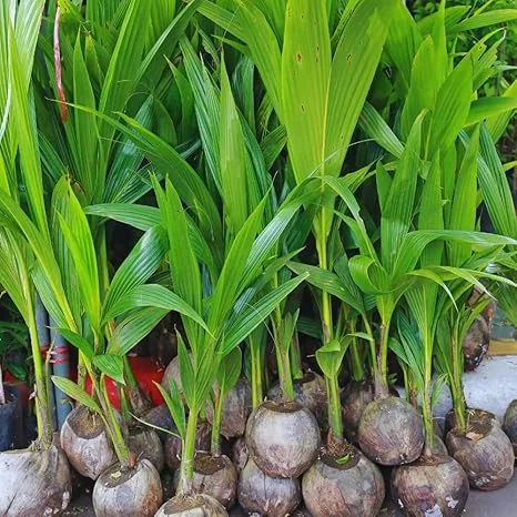 Yellow Coconut Tree Live Plant – Sprouted Tropical Palm – 6 to 8 Inch Tall – Outdoor - Image 5