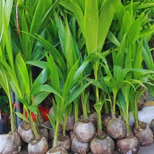 Yellow Coconut Tree Live Plant – Sprouted Tropical Palm – 6 to 8 Inch Tall – Outdoor - Image 6