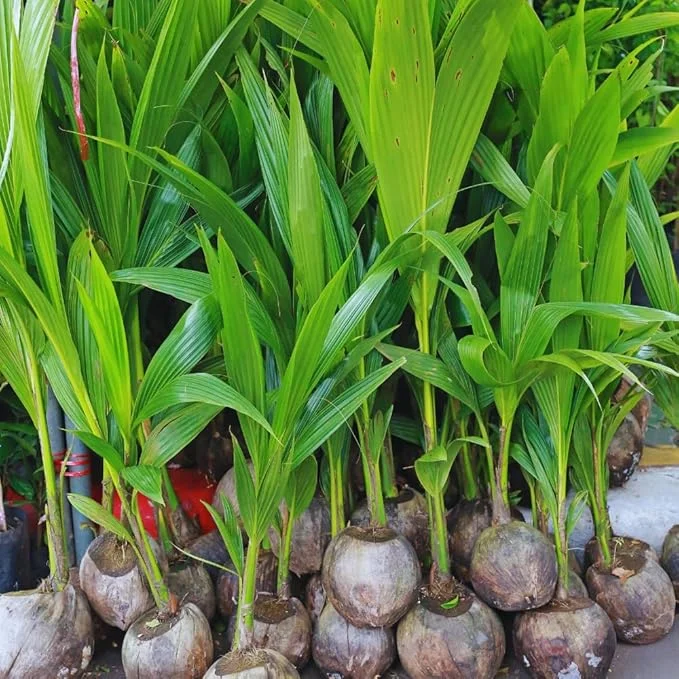 Yellow Coconut Tree Live Plant – Sprouted Tropical Palm – 6 to 8 Inch Tall – Outdoor - Image 6