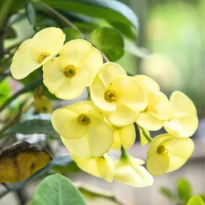 Yellow Crown of Thorns Live Plant – Euphorbia Milii – 4" Pot – Indoor/Outdoor Succulent - Image 2