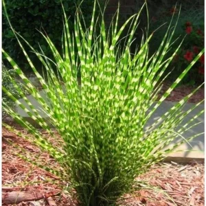 Yellow Gold Ornamental Grasses Live Plant – Maiden Grass Perennial, Miscanthus, 5-10 Inches Tall - Image 4