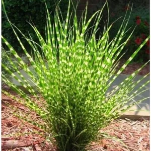 Yellow Gold Ornamental Grasses Live Plant – Maiden Grass Perennial, Miscanthus, 5-10 Inches Tall - Image 1