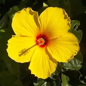 Yellow Hibiscus Live Plant – Flower Starter, 3-5 Inch Tall – Outdoor - Image 6